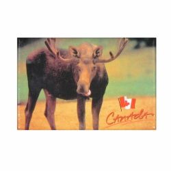 CDA Magnet>Moose